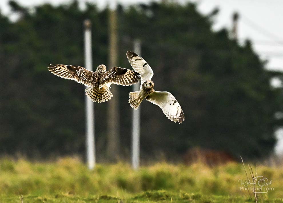 Photographie du Hibou des marais à Bouin en Vendée
