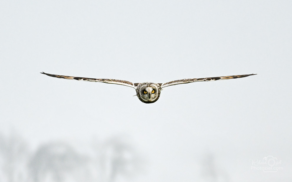 Hibou en vol pris en photo avec des réglages que j'ai conseillés au cours du stage photo animalière