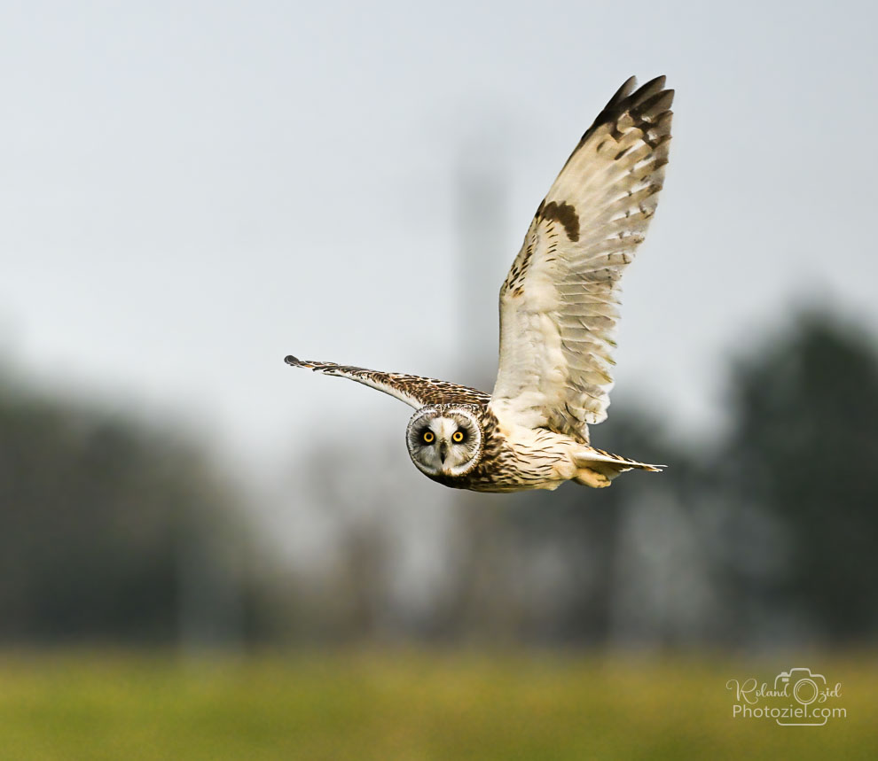 Photographe animalier pour photographier le Hibou des marais à Bouin