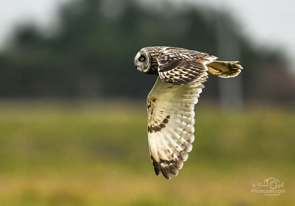 Photographe animalier à Bouin en Vendée sur un spot de Hibou des marais