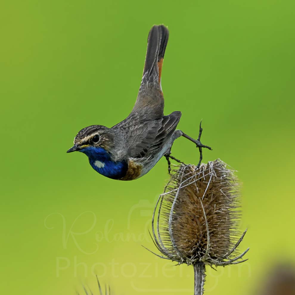 Photographie d'une Gorgebleue à miroir pendant un stage