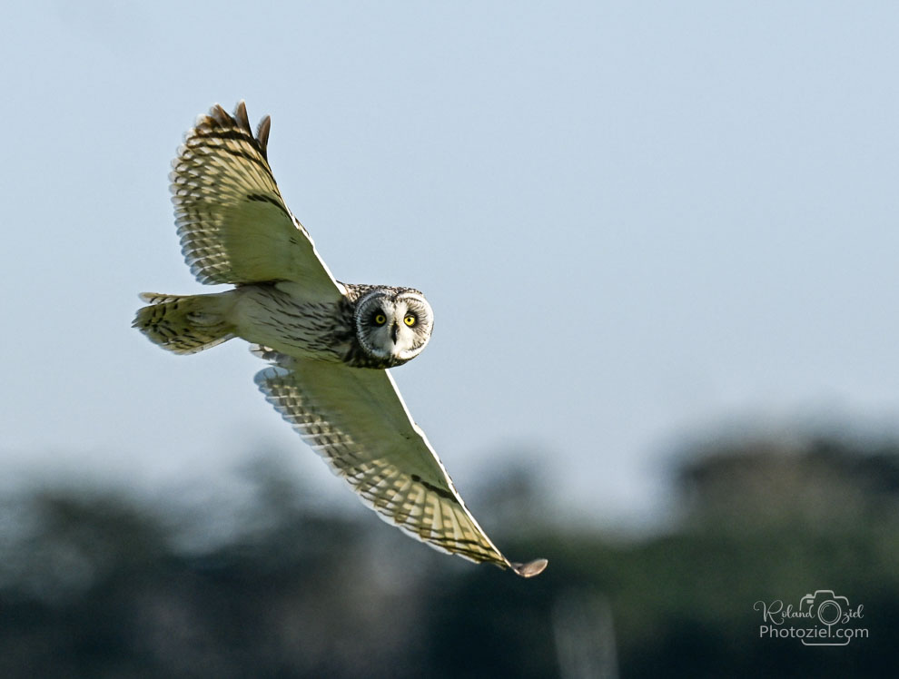 Photo du Hibou des marais que l'on peut observer pendant un stage