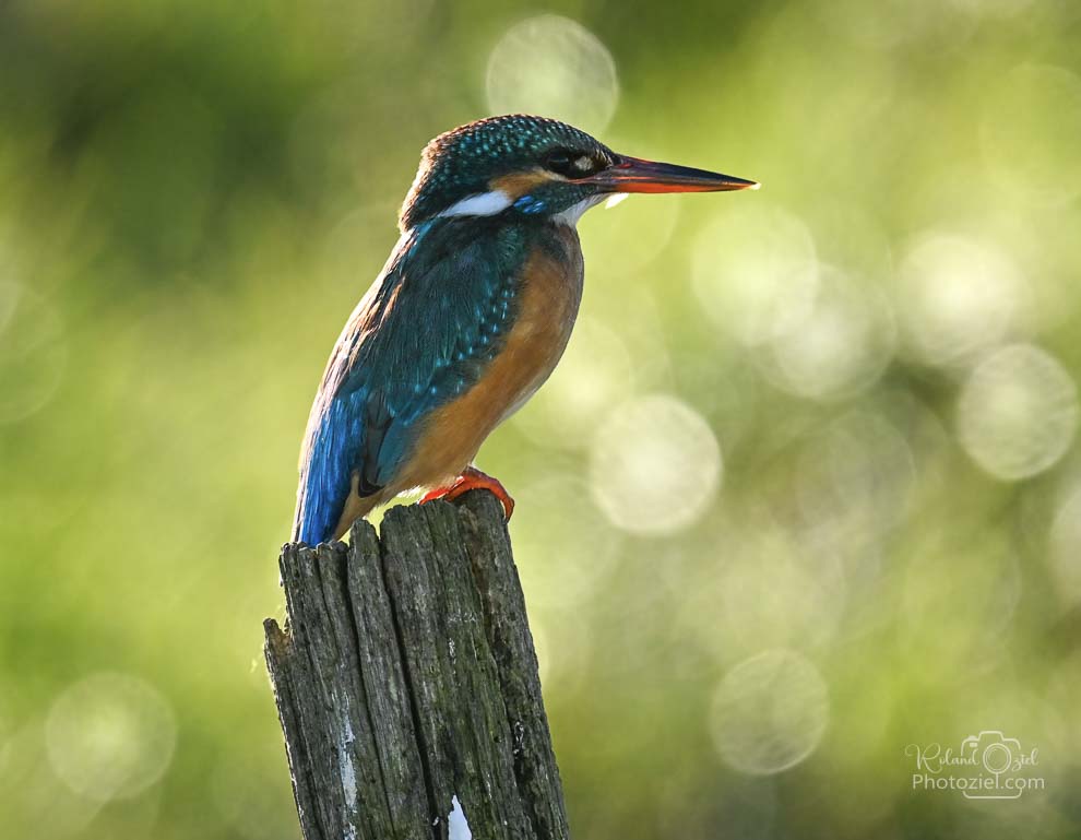 Vu un Martin pêcheur pendant un stage photo pour débutant 