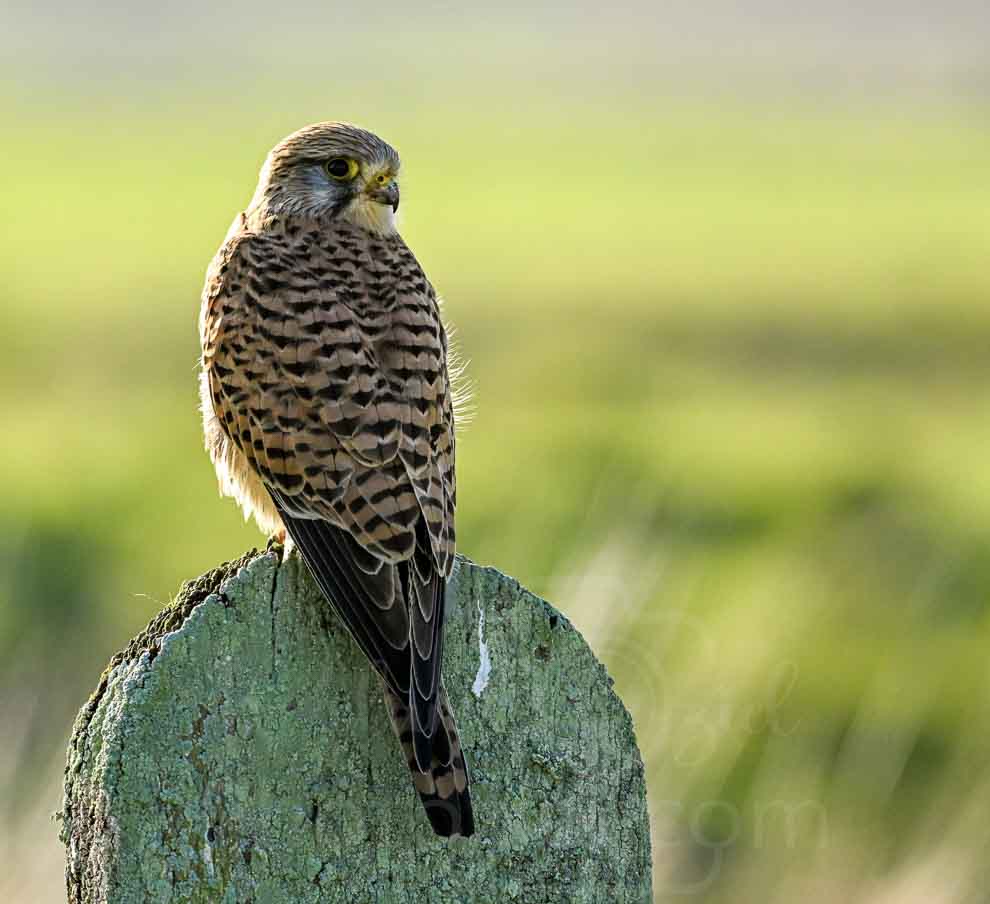Offrez un stage photo animalière dédié aux rapaces comme le faucon crécerelle