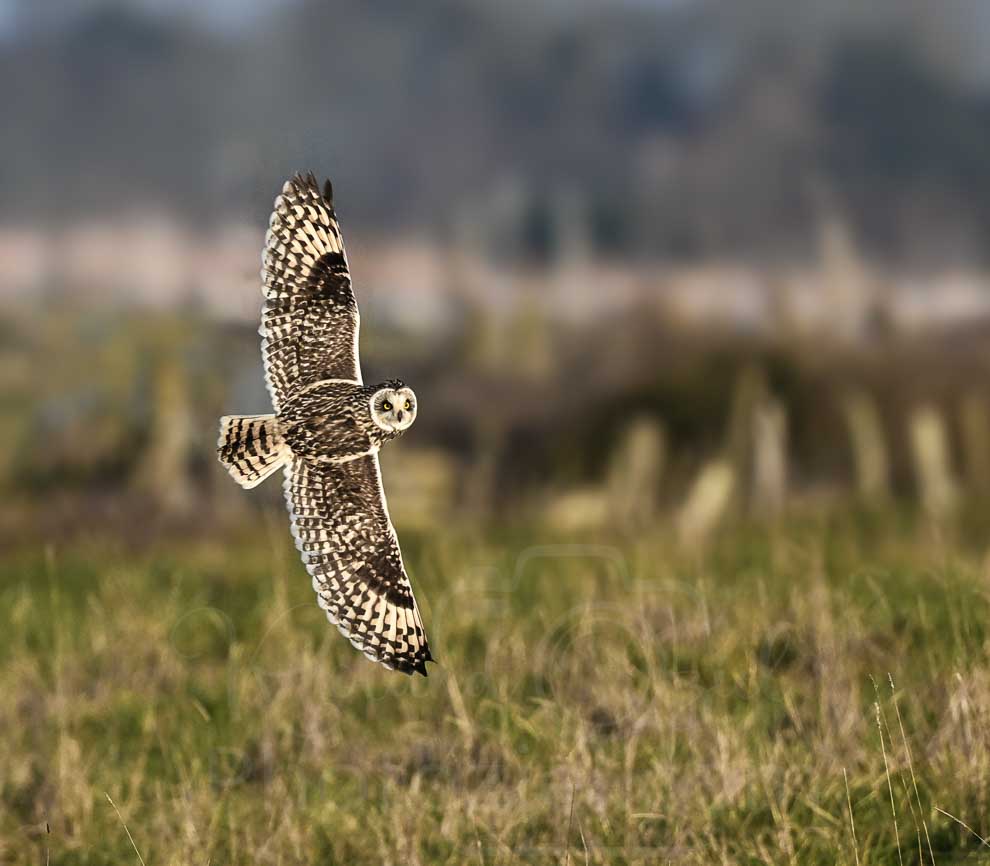Idée cadeau stage photo autour du hibou des marais