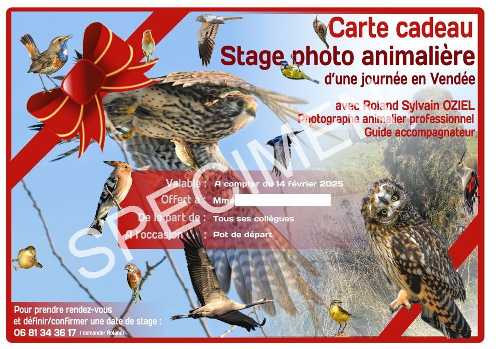 Exemple de carte cadeau pour un stage de photo animalière en Vendée