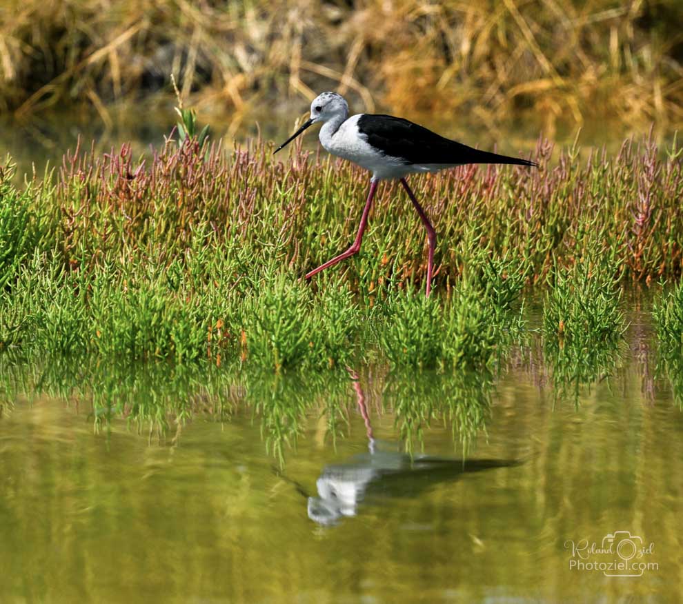 Stage photo animalière réalisé à Bouin en Vendée
