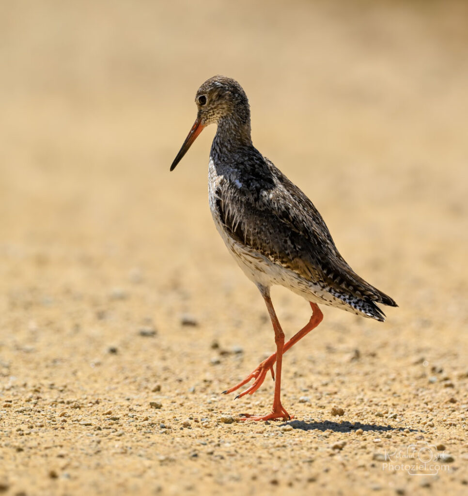 Stage photo animalière dans la bonne humeur en Vendée avec Roland OZIEL