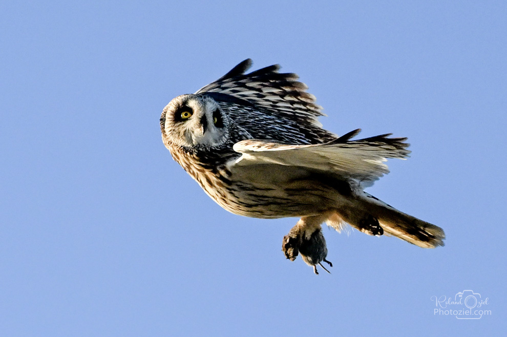 Photographier le Hibou des marais dans le cadre de la carte cadeau 