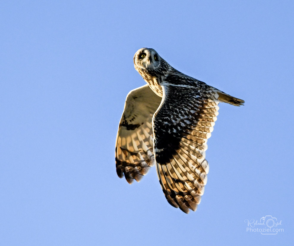 Photo d'un Hibou des marais