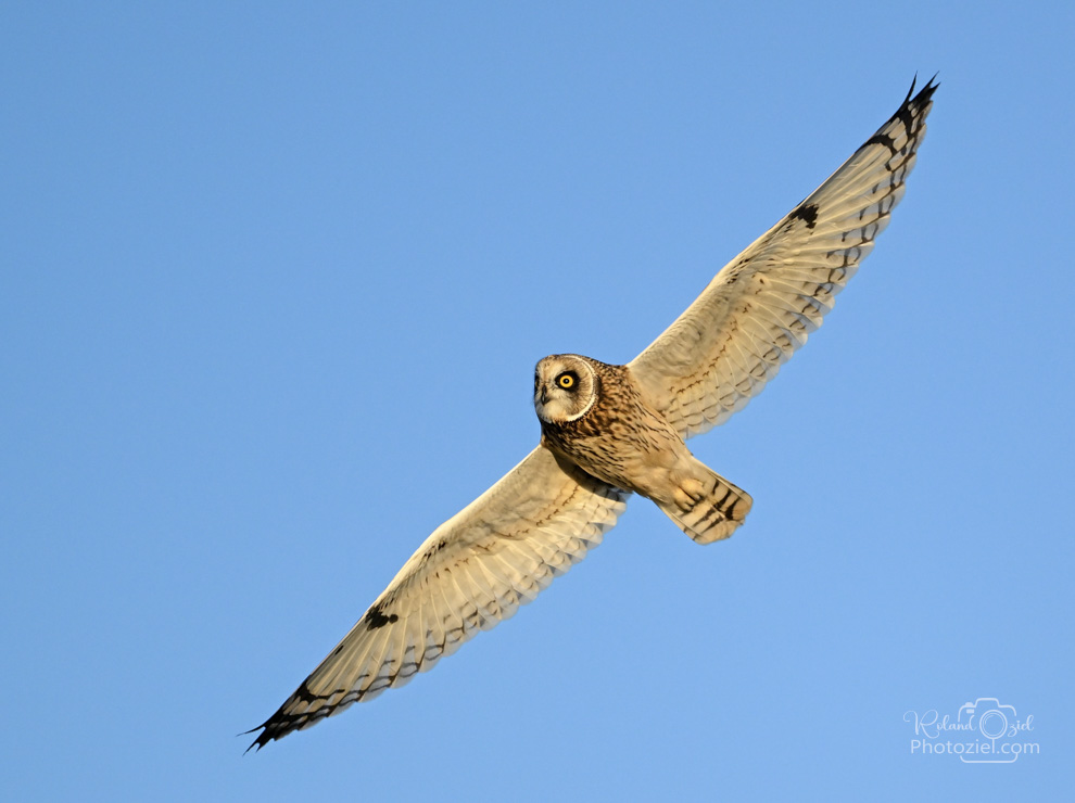 Photo d'un Hibou des marais en vol résultant du stage offert en cadeau