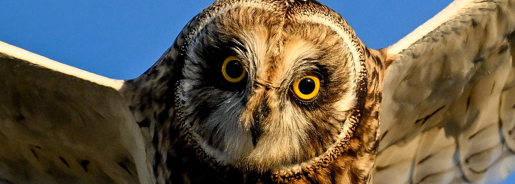 Carte cadeau stage photo animalière hibou des marais