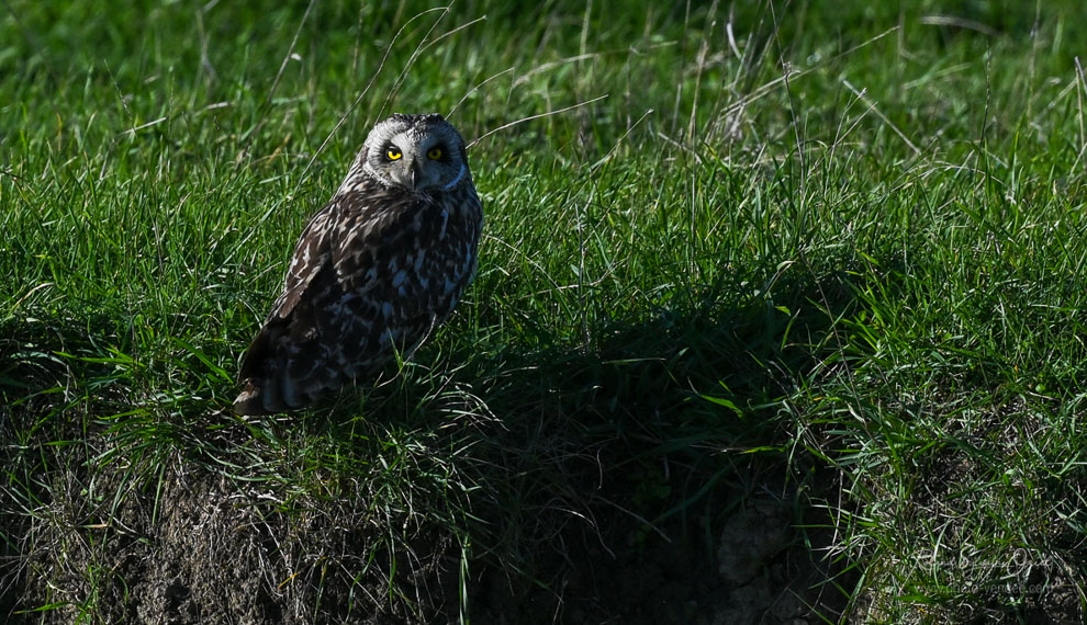 Le hibou des marais dans l'herbe au sol