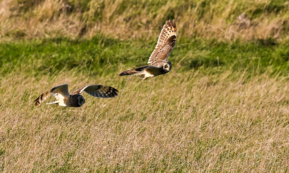 Le vol de plusieurs individus de hibou des marais
