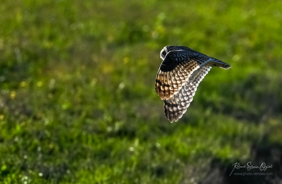 Comment et où photographier le hibou des marais on vous dit tout