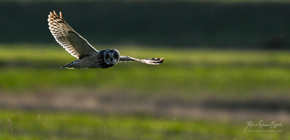 Hibou des marais où le photographier en Vendée ?
