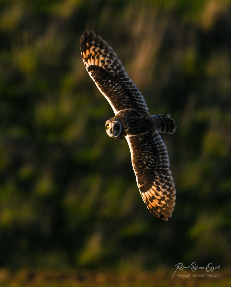 Hibou des marais en vol plus facile à repérer
