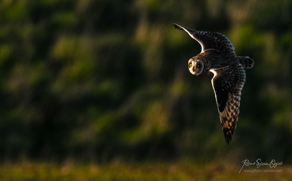 Hibou des marais rapace diurne et nocturne