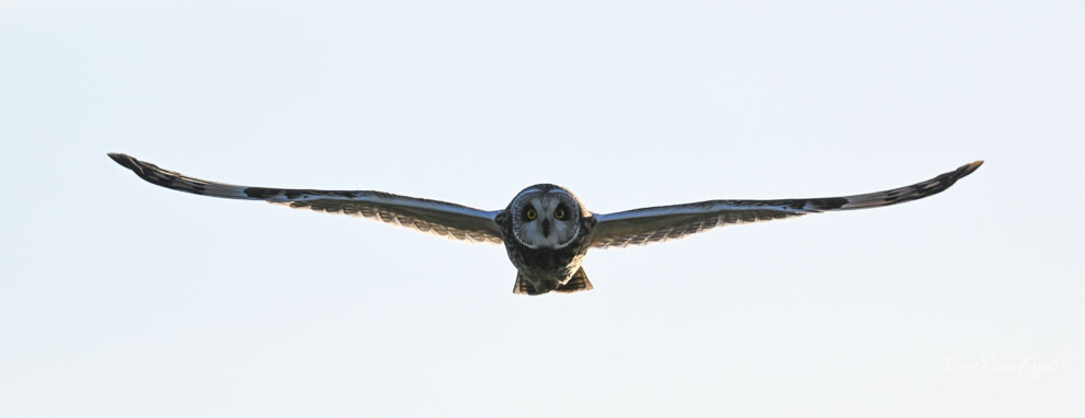 Hibou des marais au Port des champs Bouin en Vendée