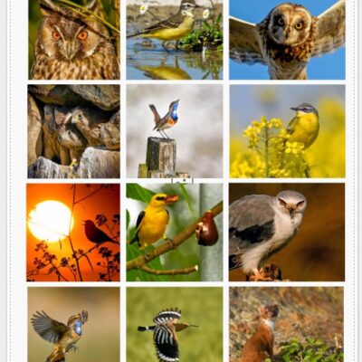 Idée cadeau calendrier des oiseaux