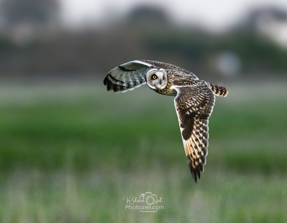 Stage photo photographier le hibou des marais