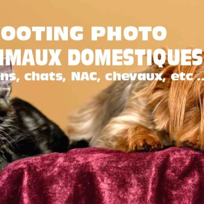 Shooting photo chien chat en Vendée